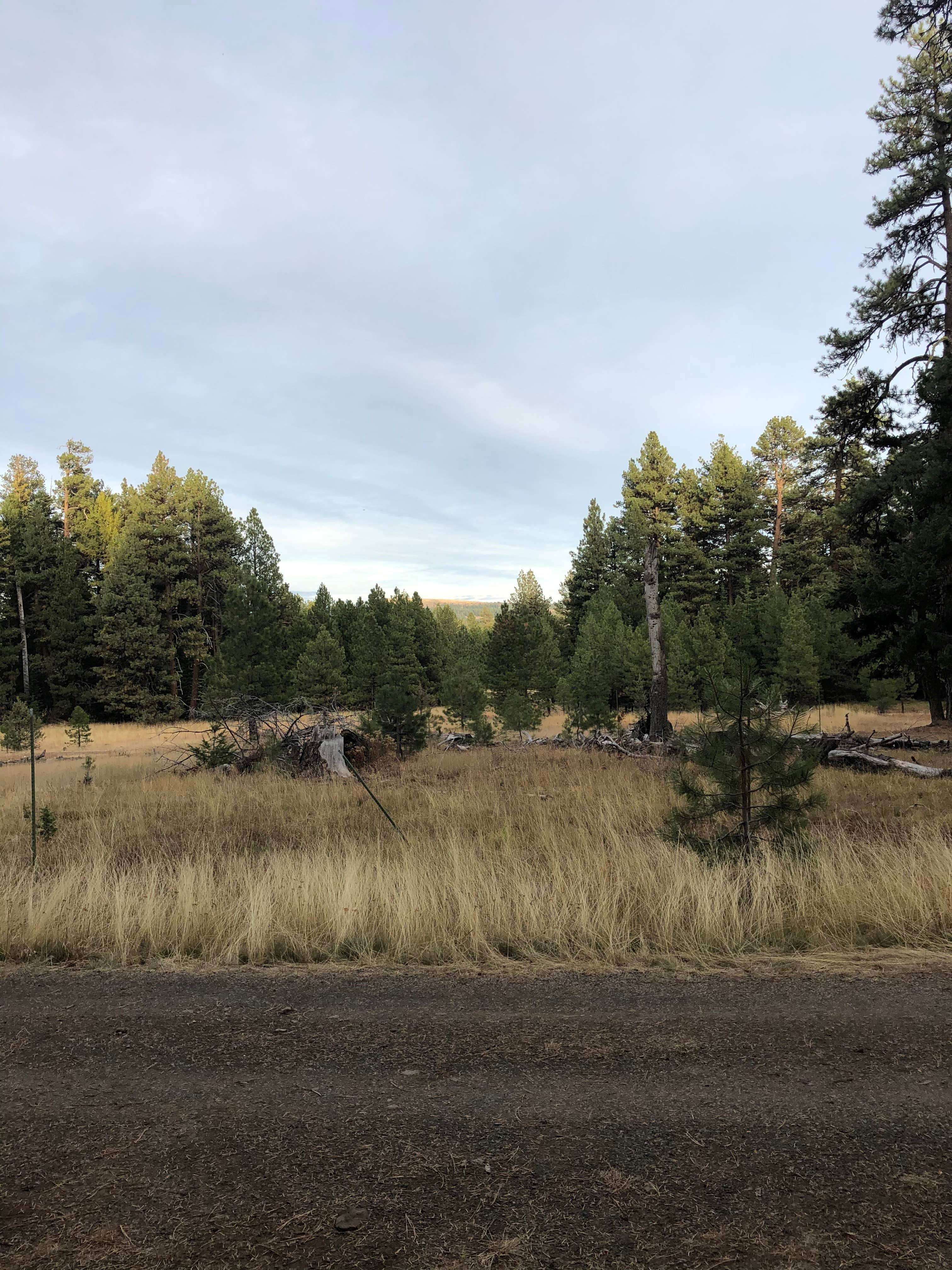 Camper submitted image from Cottonwood Campground - 1