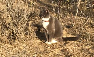 Lisa S.'s photo of camping with pets at Buckboard Marina RV near Superior, WY