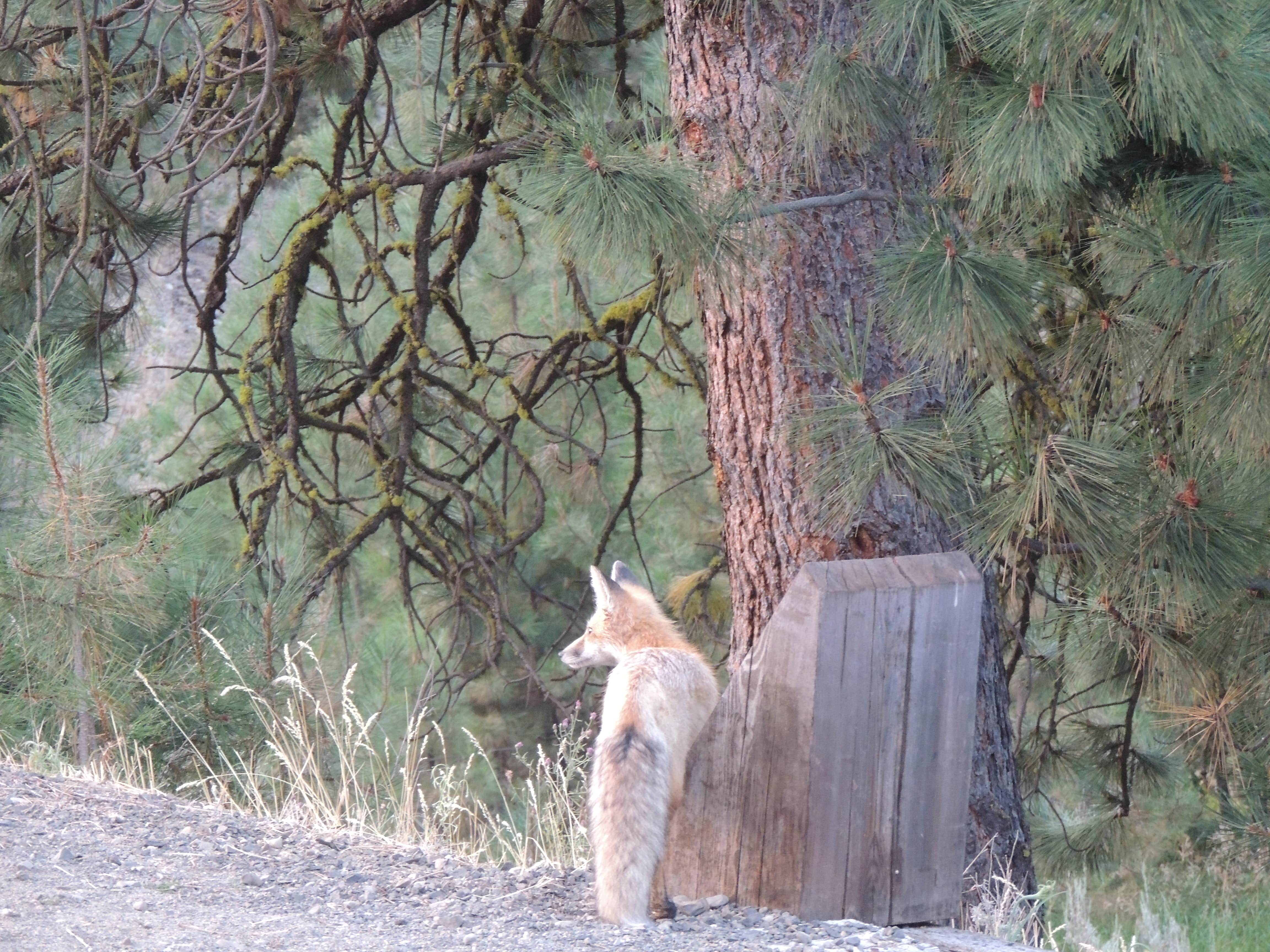 Camper-submitted photo at McCall RV Resort - Northfolk Lodge near McCall, ID