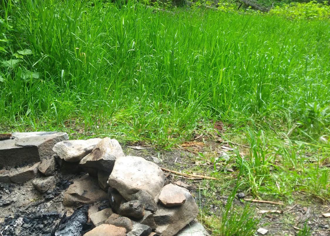 Trapper Creek Campground Camping The Dyrt