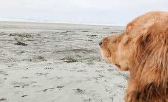 Ethan H.'s photo of camping with pets at Tidelands Resort Campground near Ocean Shores, WA