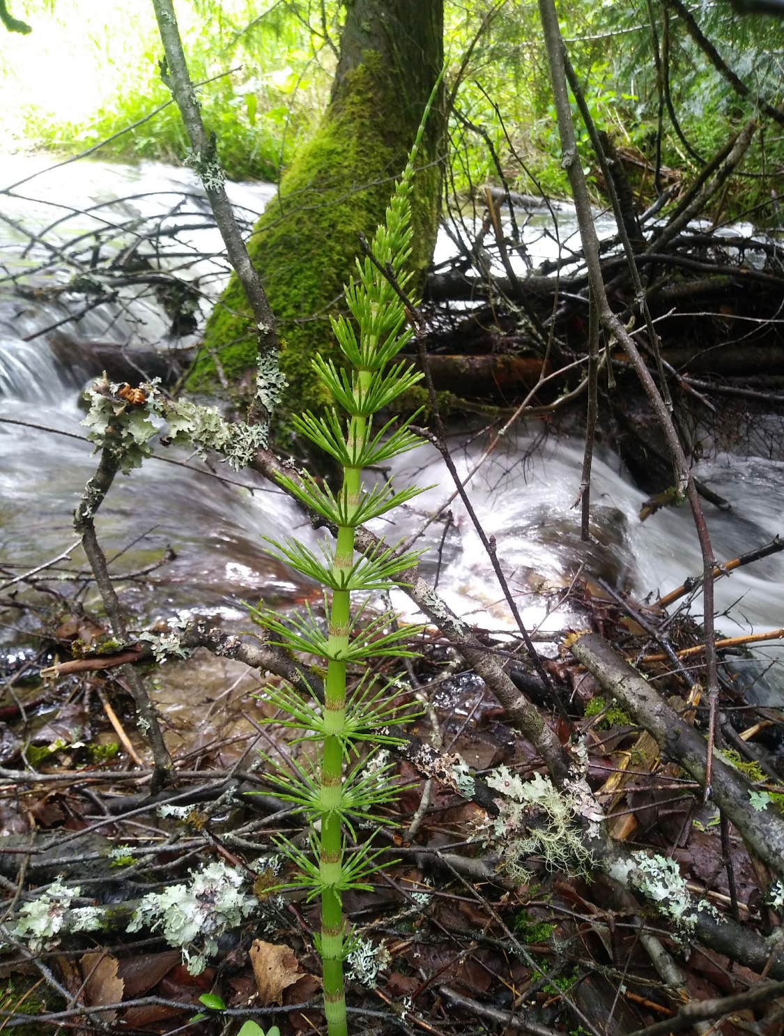 Camping near Johnson Bar Group Site: Boyd Creek Campground, Elk City, Idaho