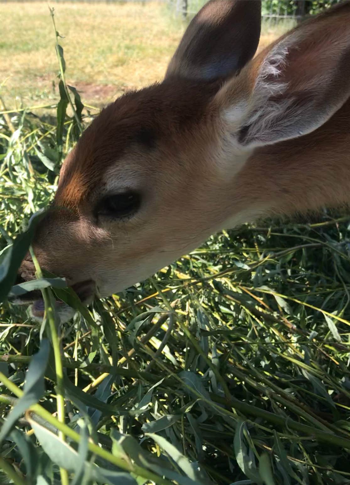 Camper-submitted photo at South Fork Group Site 5 - Nez Perce Nf (ID) near Grangeville, ID