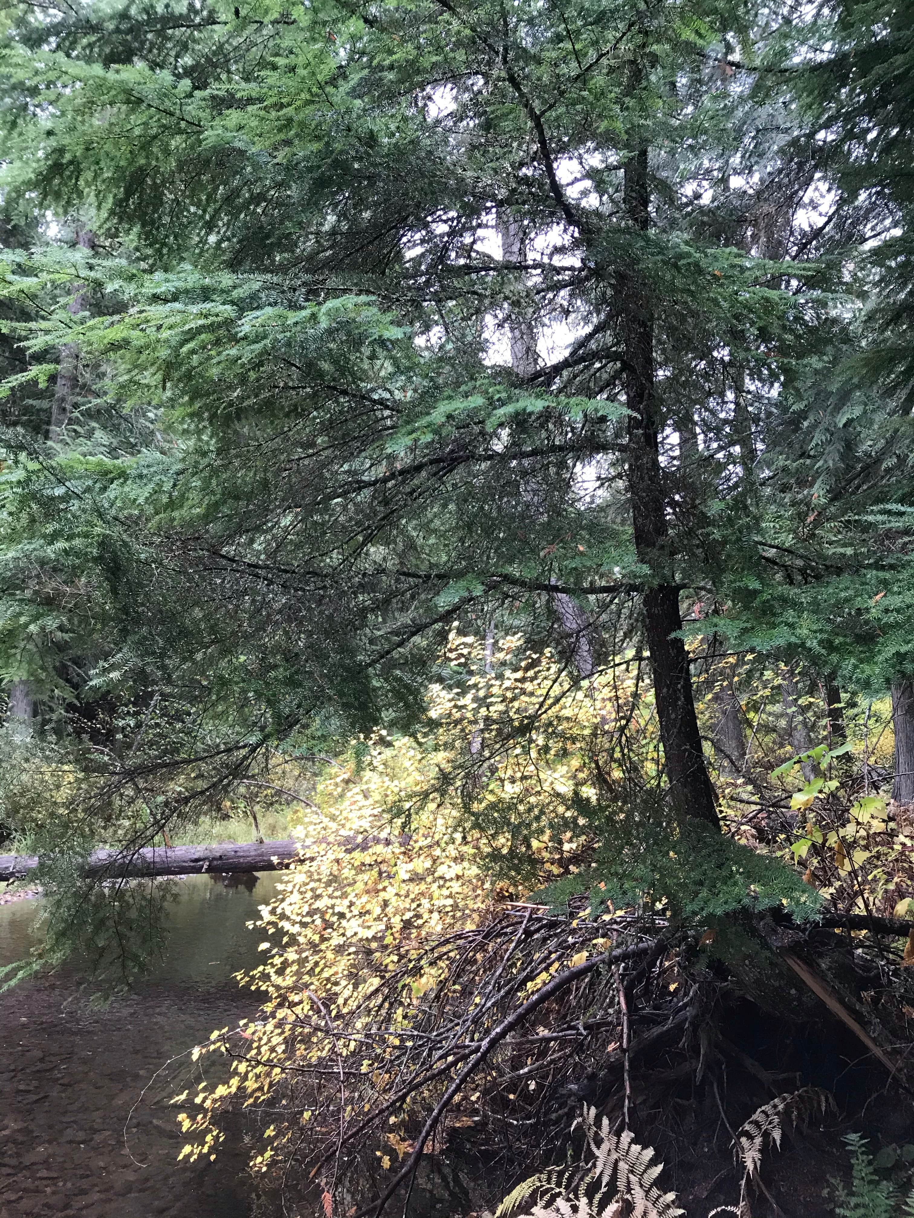 Camping near Spring Valley Reservoir: Laird Park Campground, Harvard, Idaho