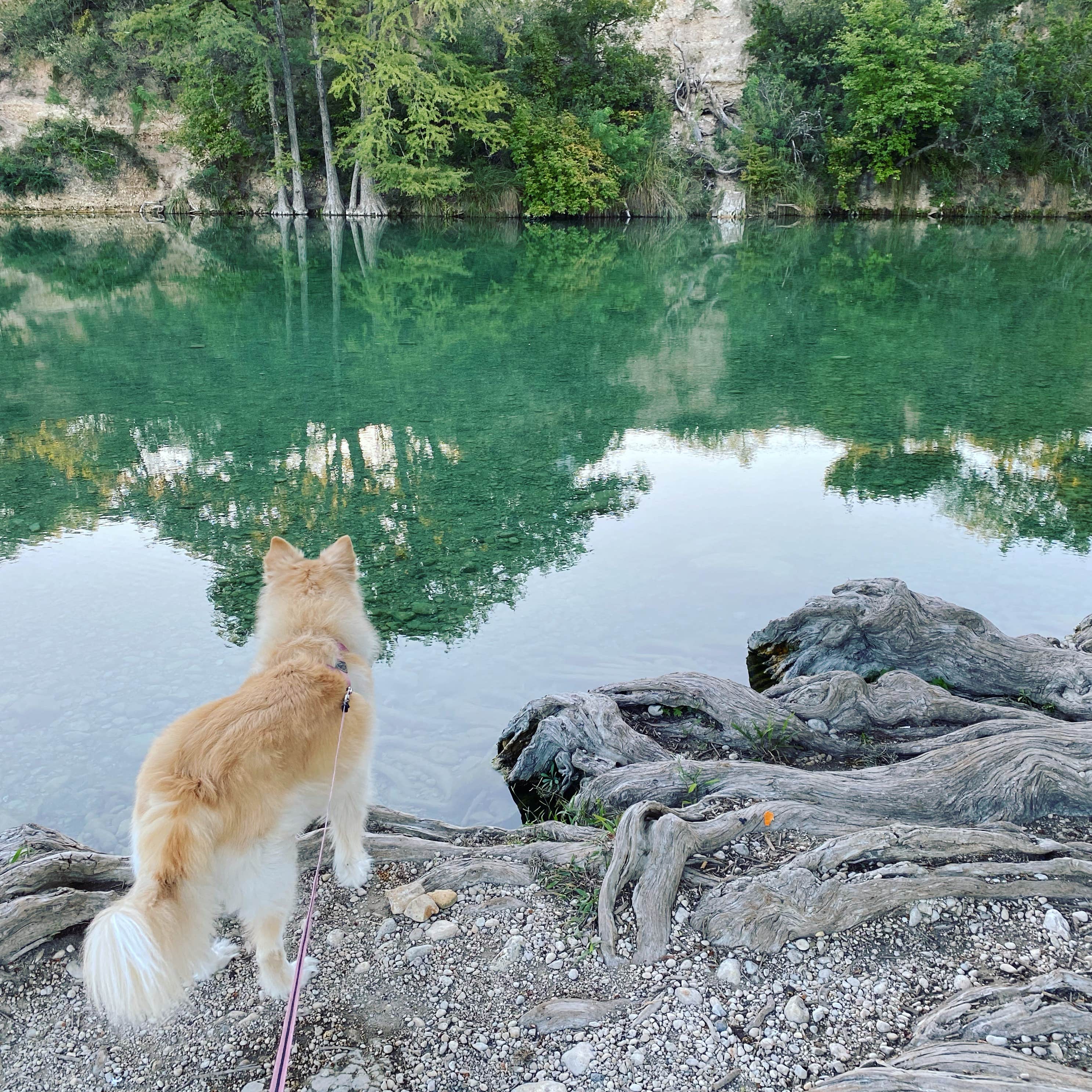 Loura P.'s photo of camping with pets at Rio Frio — Garner State Park near Concan, TX