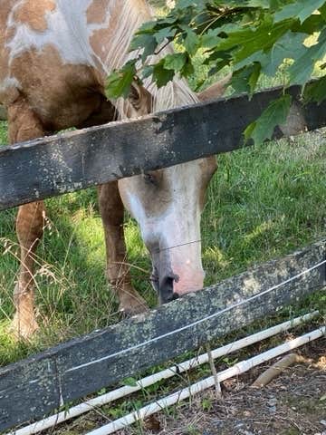 Ray L.'s photo of camping with a horse at Artillery Ridge Campground near North Potomac, MD