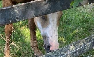 Ray L.'s photo of camping with a horse at Artillery Ridge Campground near Summerdale, PA
