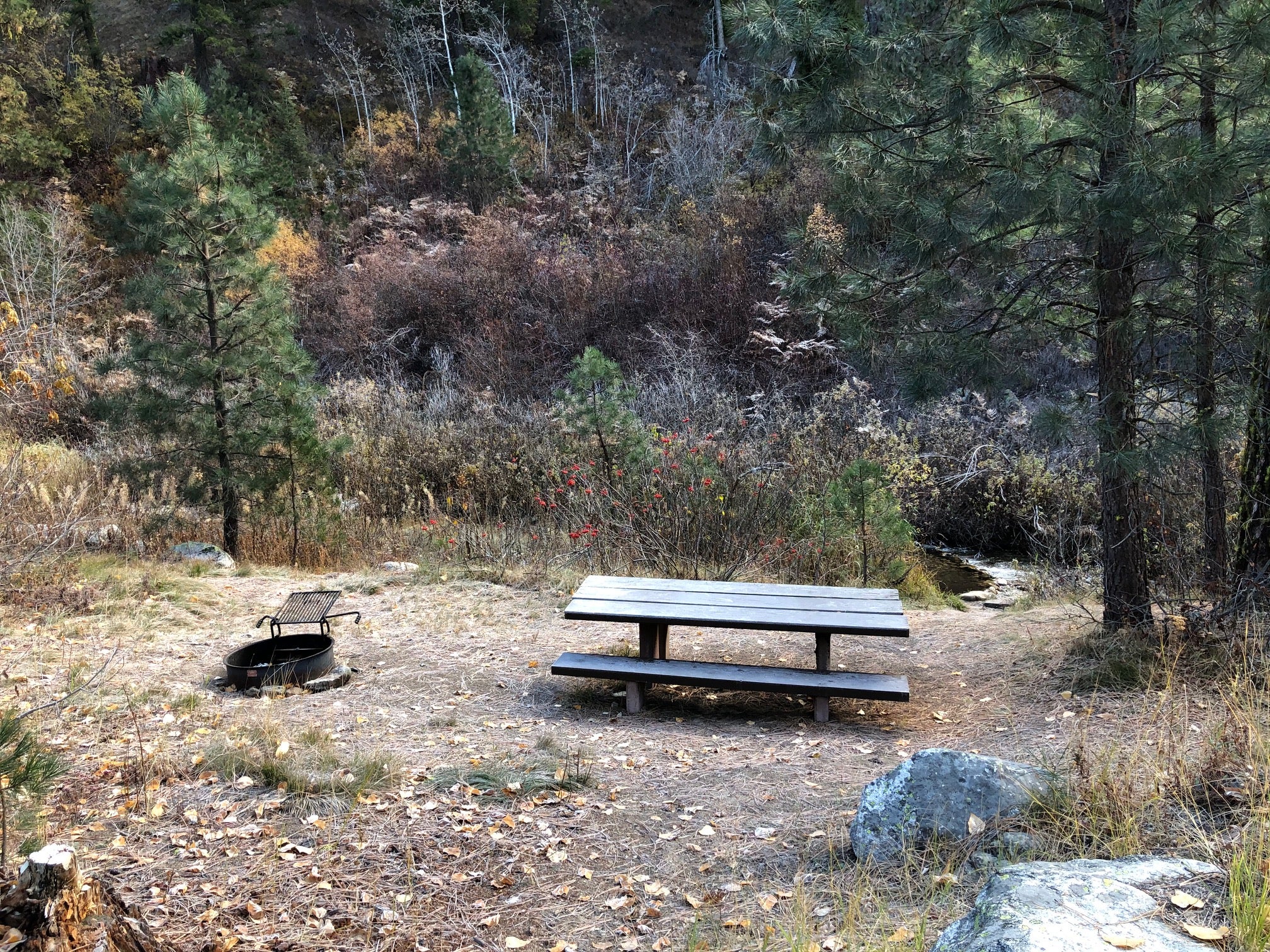 Camper submitted image from Bad Bear Picnic Area - 2