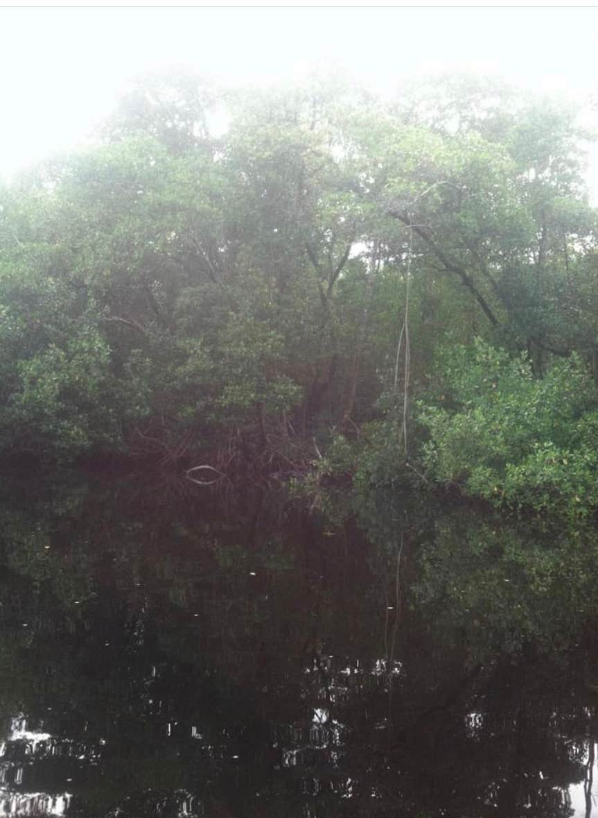 Camper-submitted photo at Backcountry Alligator Creek — Everglades National Park near Islamorada, Village of Islands, FL