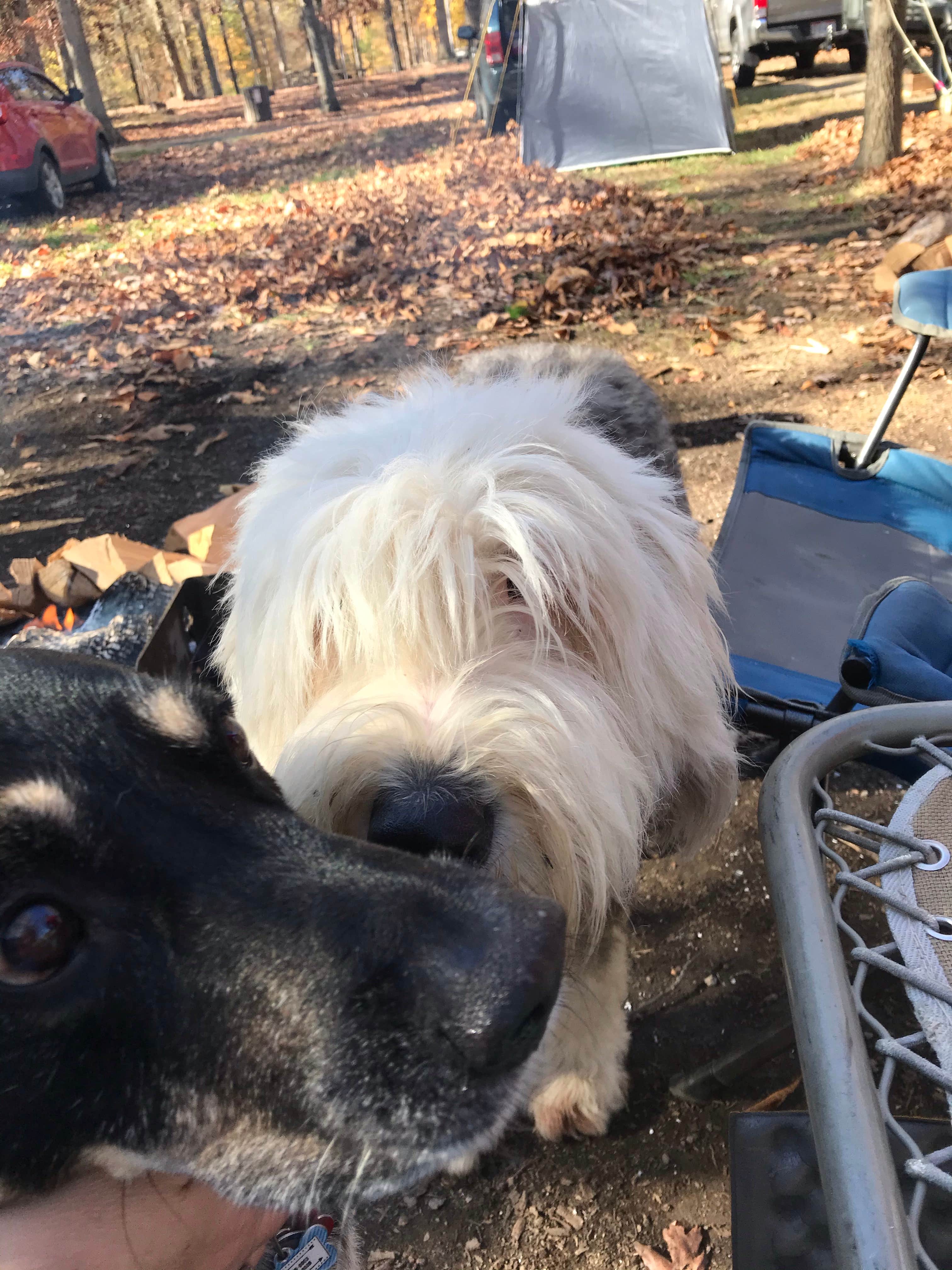 Shannon G.'s photo of camping with pets at A.W. Marion State Park Campground near Rockbridge, OH