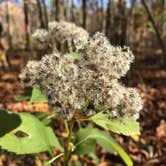 Review photo of A.W. Marion State Park Campground by Shannon G., October 31, 2020