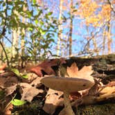 Review photo of A.W. Marion State Park Campground by Shannon G., October 31, 2020