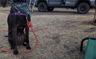 Gillian C.'s photo of camping with pets at Mesquite Campground near Scottsdale, AZ