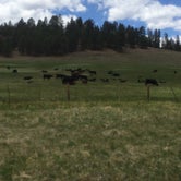 Review photo of Lower Lagunitas Campground by Deacon J., May 22, 2018