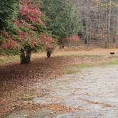 Review photo of Mashamoquet Brook State Park Wolf Den Campground by Jean C., November 1, 2020