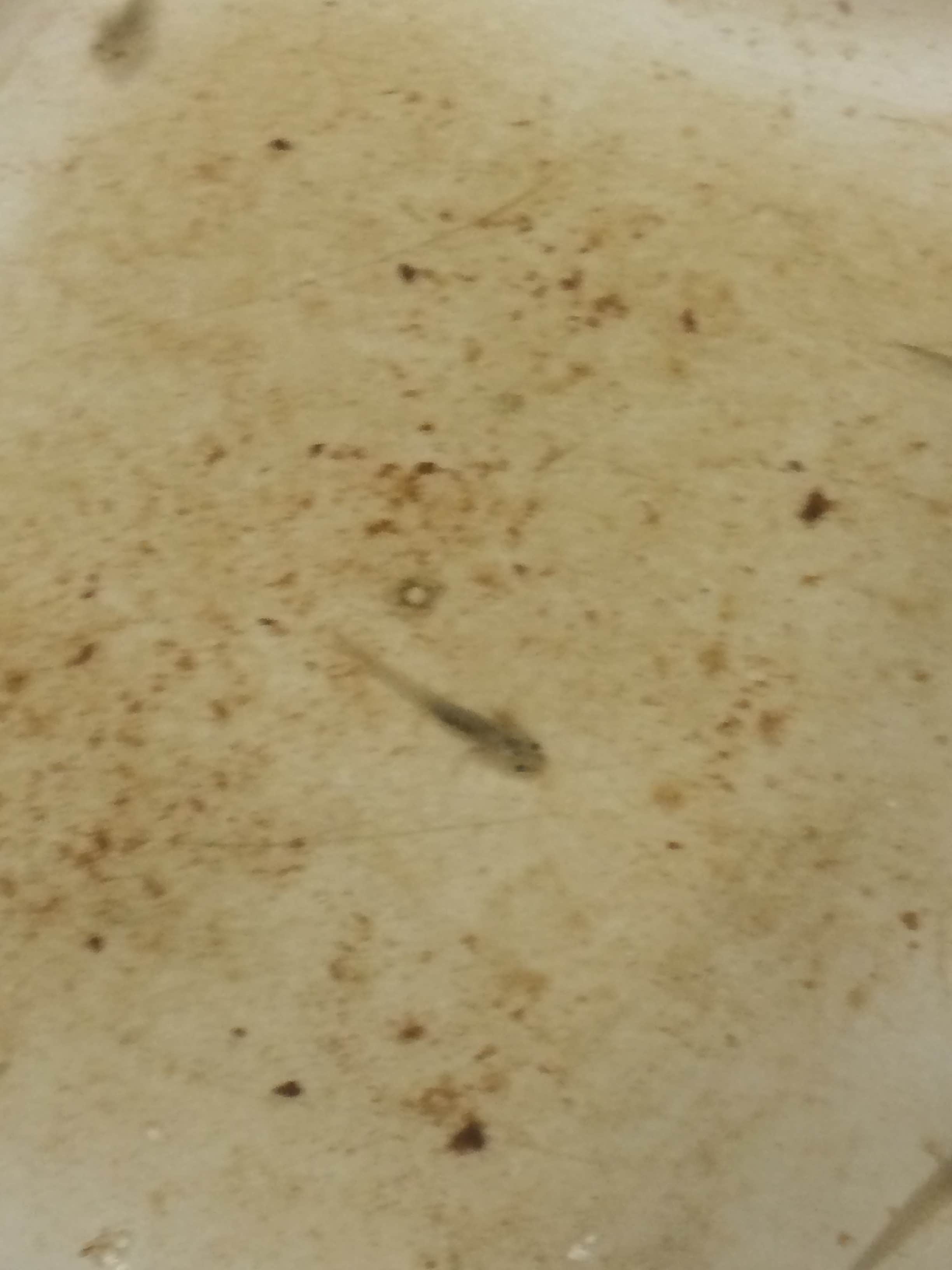 Camper-submitted photo at Field Tract Campground near Rowe, NM