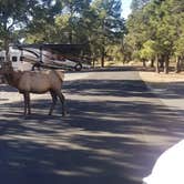 Review photo of Trailer Village RV Park — Grand Canyon National Park by James L., November 1, 2020