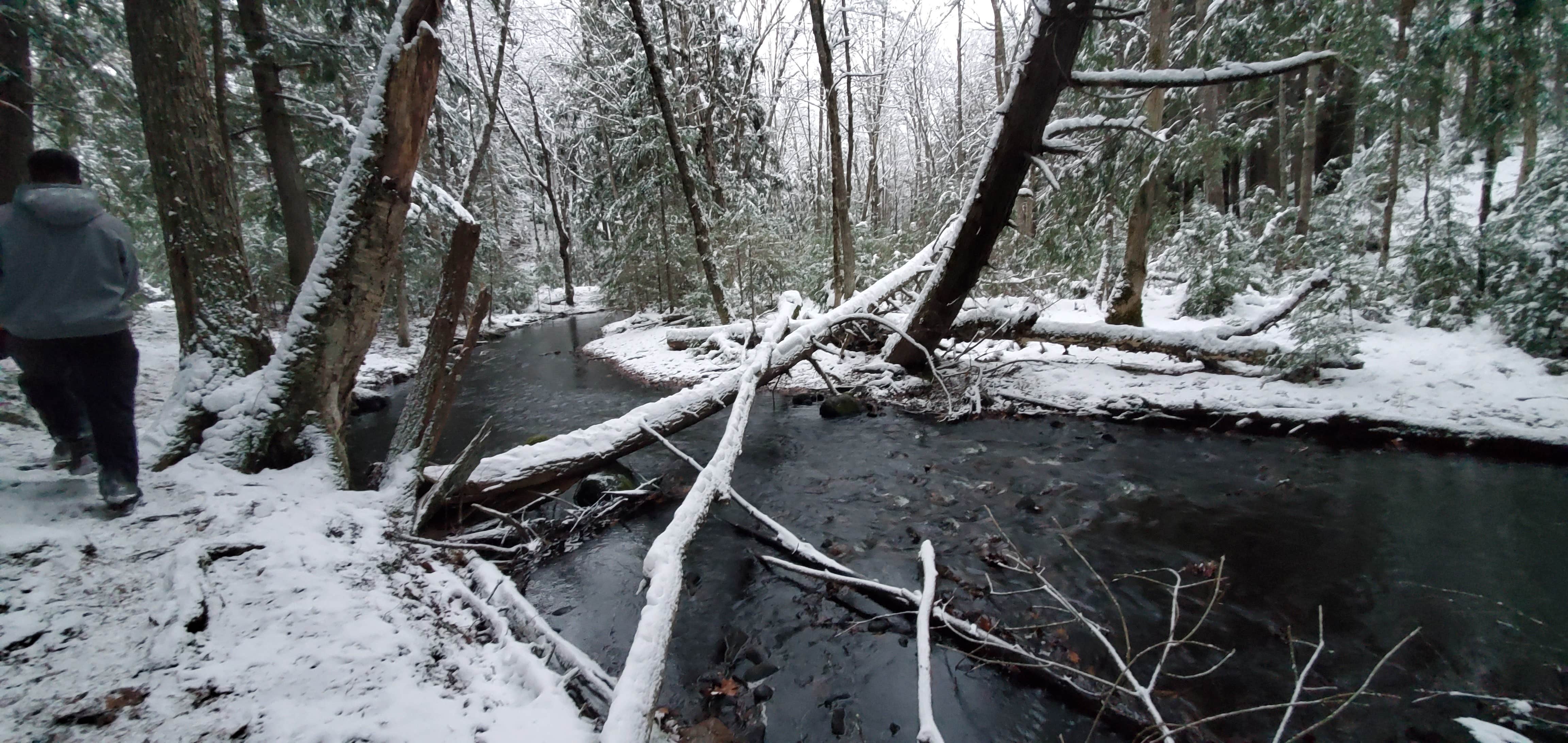 Camper submitted image from Black Lake NF Campground - 3