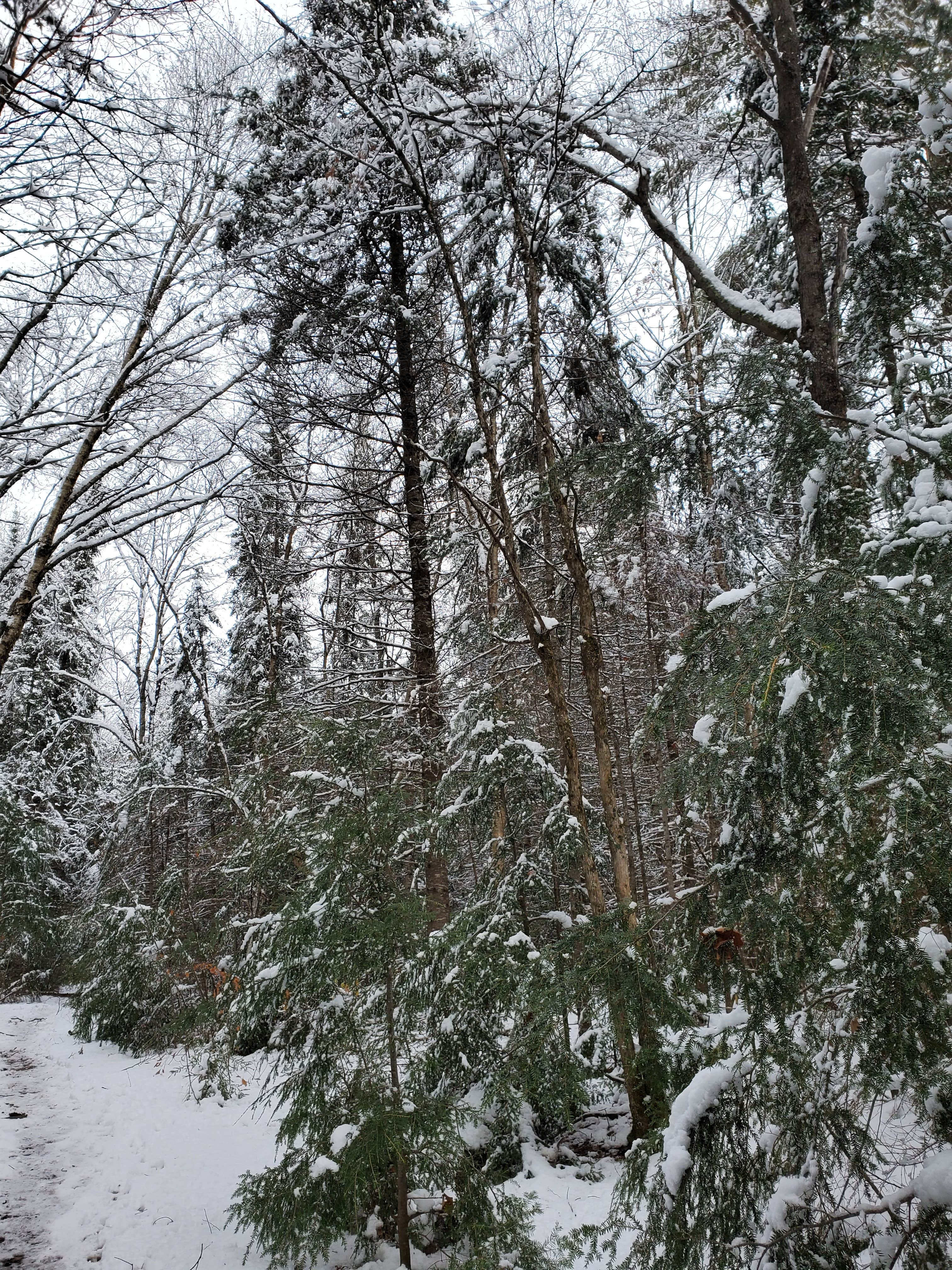 Camper-submitted photo at Black Lake NF Campground near Stone Lake, WI