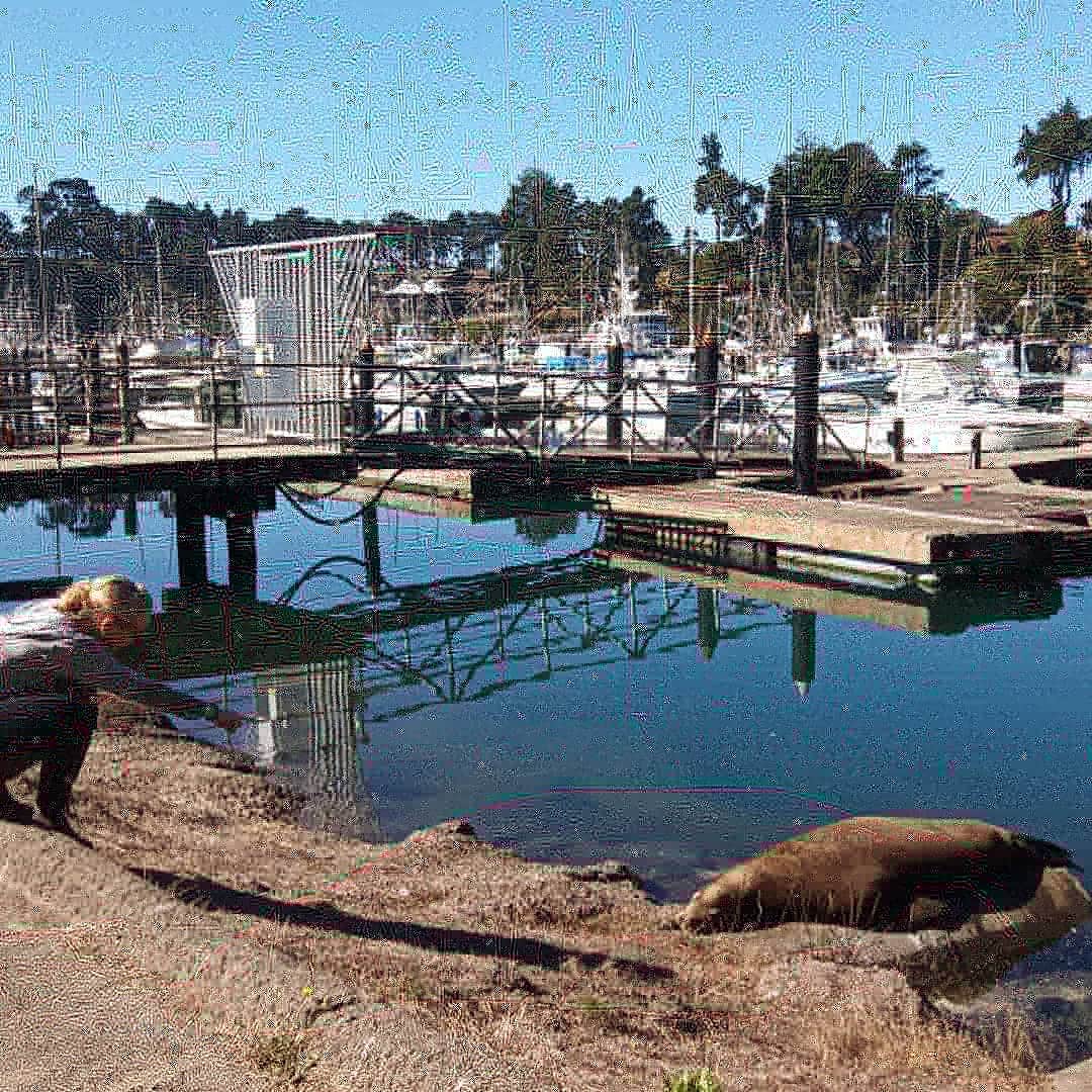 Camper submitted image from Dolphin Isle Marina & RV Park - 1