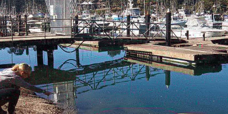 Camper submitted image from Dolphin Isle Marina & RV Park