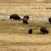 Review photo of Gros Ventre Campground — Grand Teton National Park by Jade G., October 4, 2020