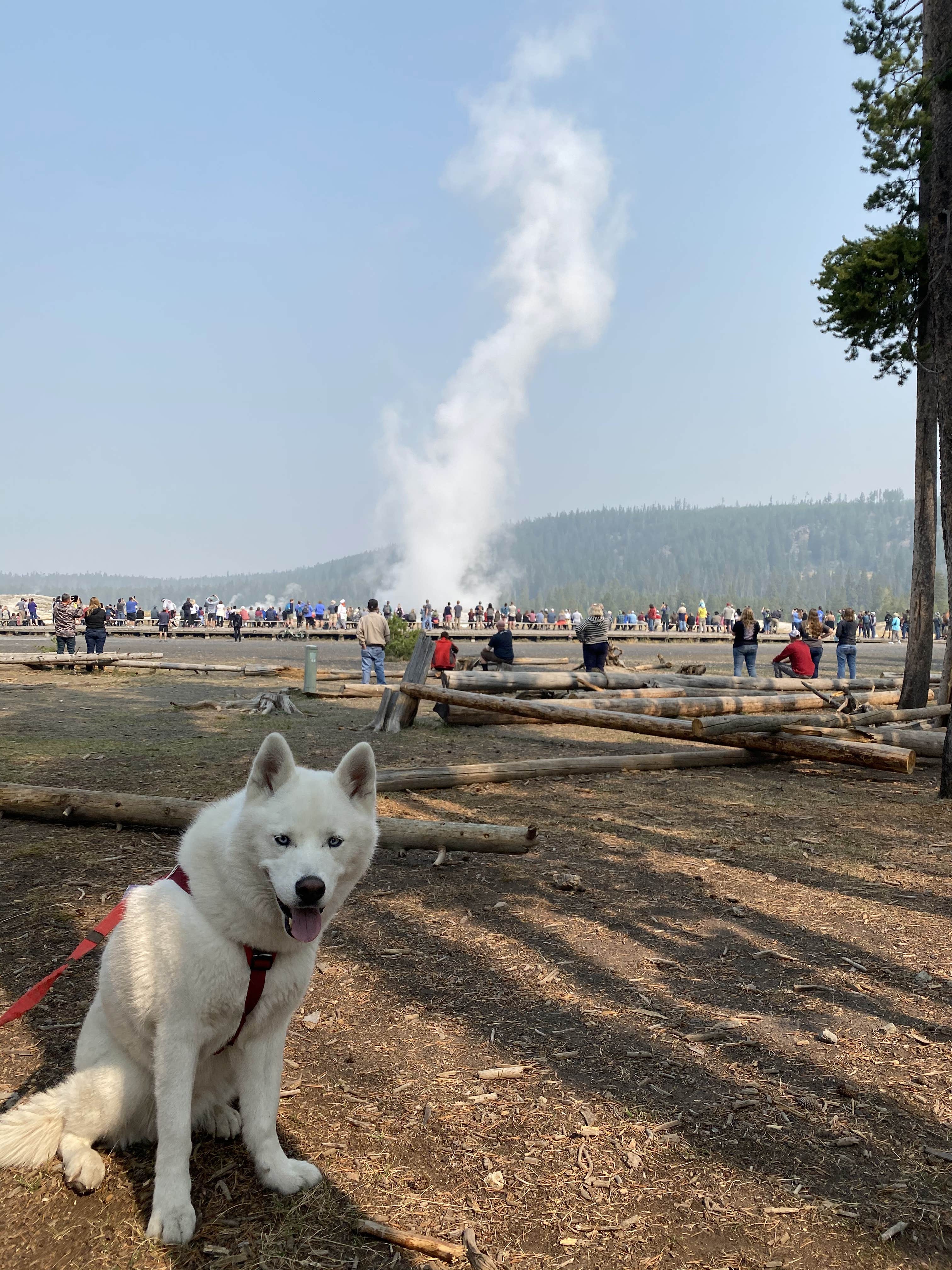 Jade G.'s photo of camping with pets at Gros Ventre Campground — Grand Teton National Park near Jackson, WY