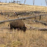 Review photo of Gros Ventre Campground — Grand Teton National Park by Jade G., October 4, 2020