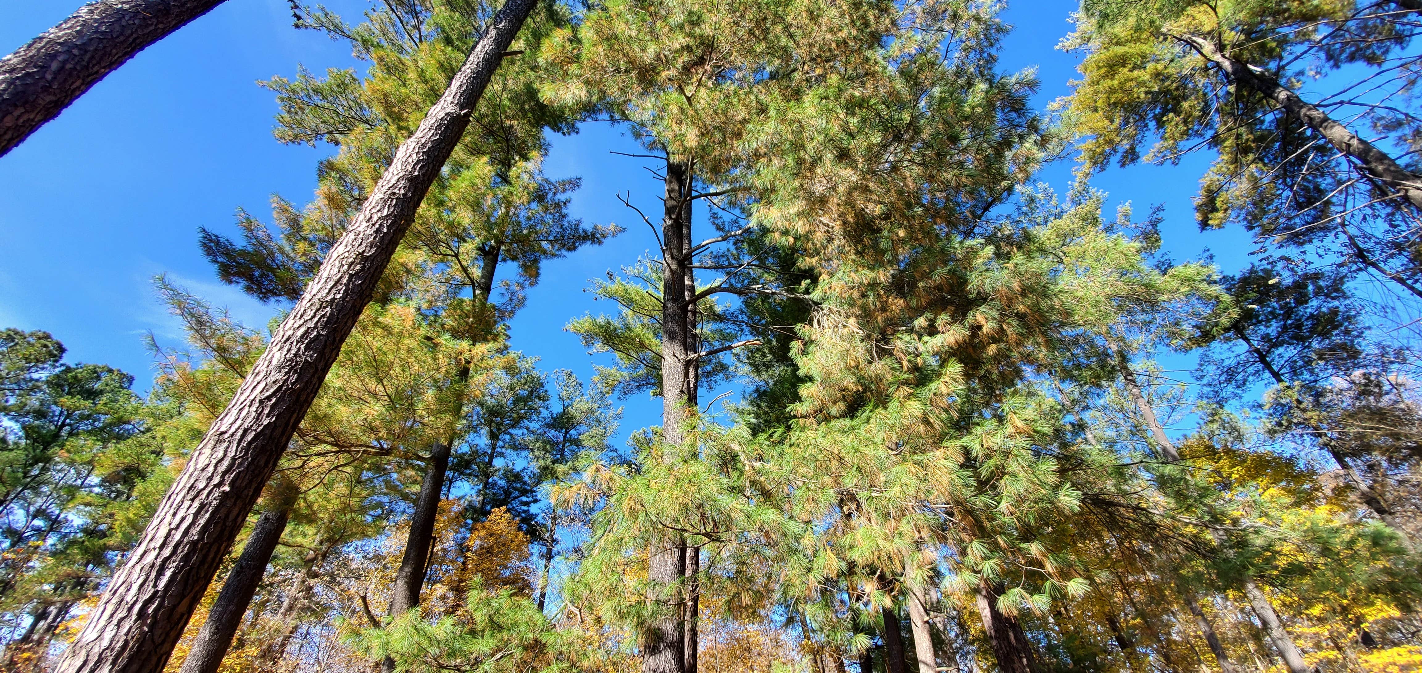 Camper-submitted photo at Horine Reservation Camping at Jefferson County Memorial Forest near Pewee Valley, KY