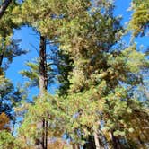 Review photo of Horine Reservation Camping at Jefferson County Memorial Forest by Joshua S., November 1, 2020