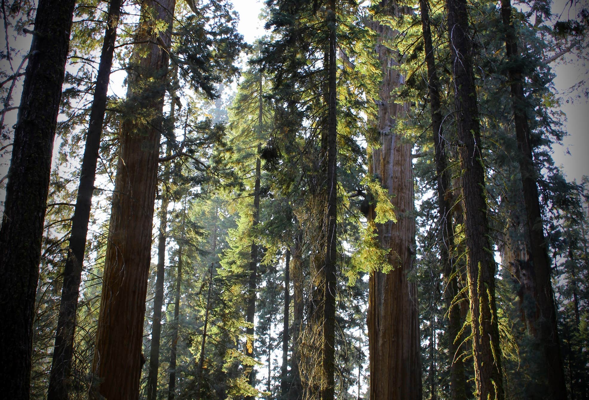 Sequioa Rv Rance Sequoia RV Ranch | Kaweah, California
