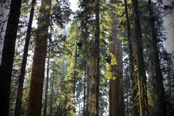 Sequoia RV Ranch | Kaweah, California