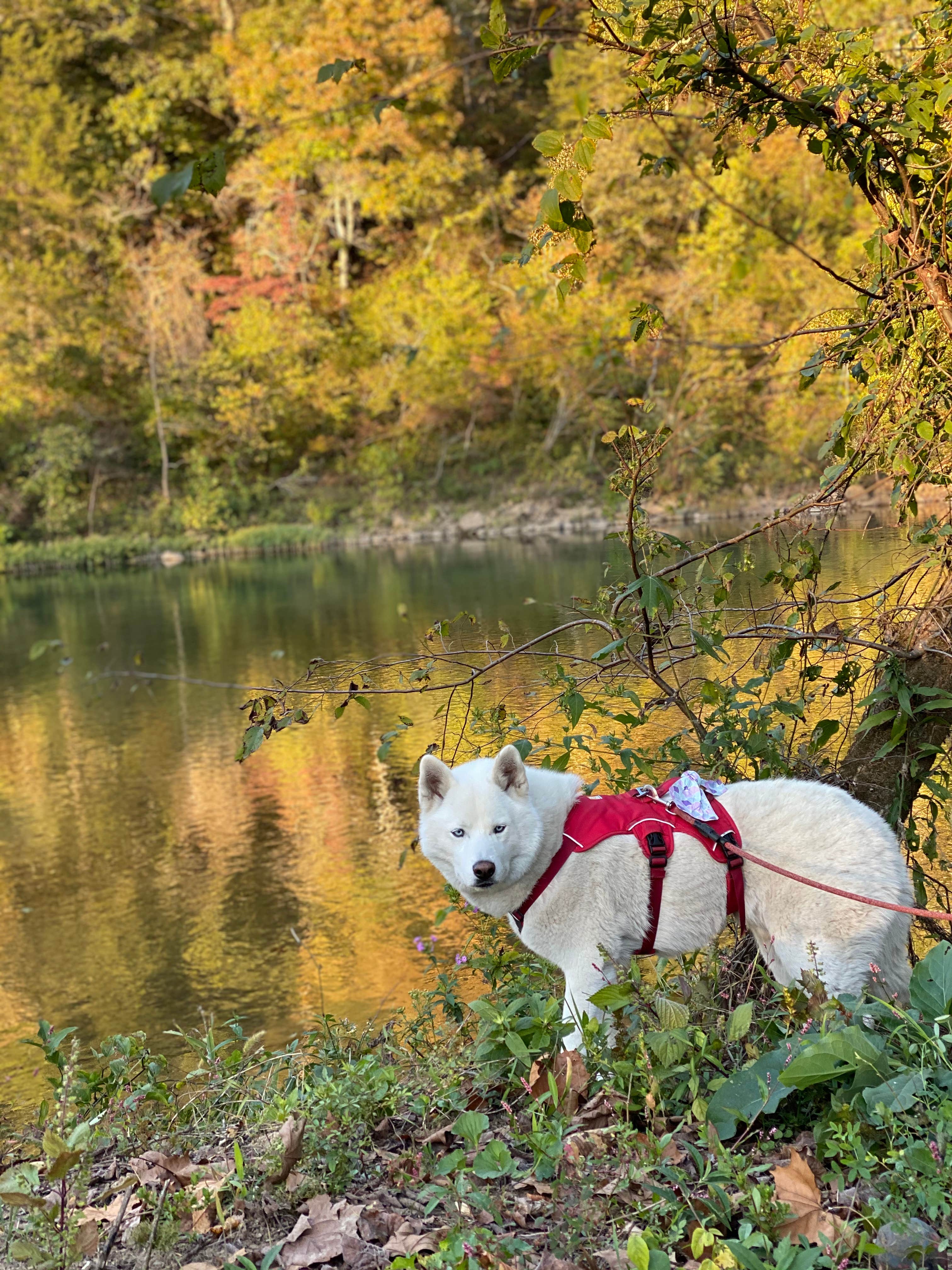 Jade G.'s photo of camping with pets at Two Rivers Backcountry Camping — Ozark National Scenic Riverway near West Plains, MO