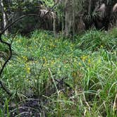 Review photo of Atlantic Beach Campground — Fort Clinch State Park by Sarah , November 2, 2020