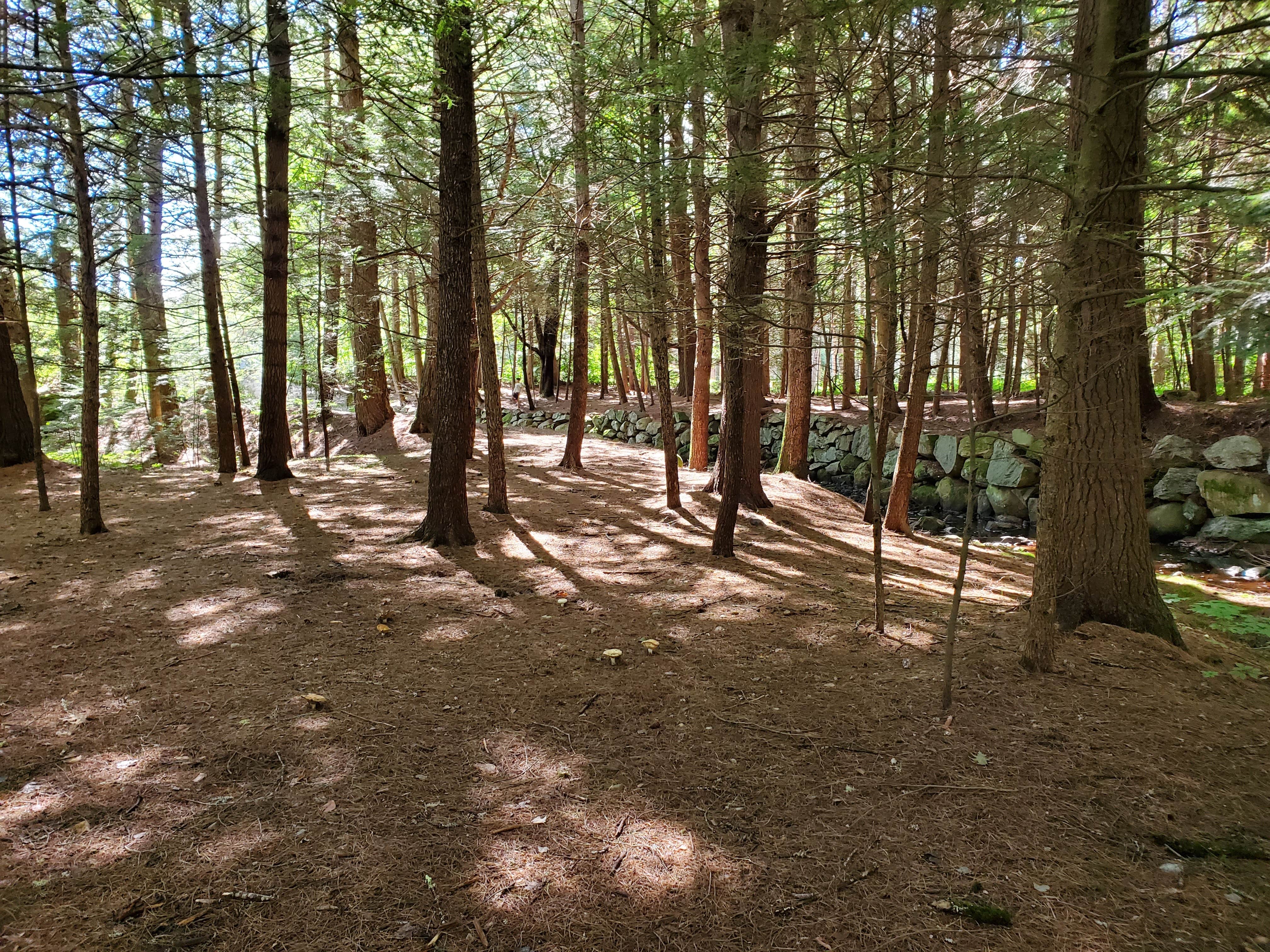 Camper-submitted photo at Otter River State Forest near Whately, MA