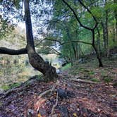 Review photo of Buck's Pocket State Park Campground by Tony C., November 2, 2020