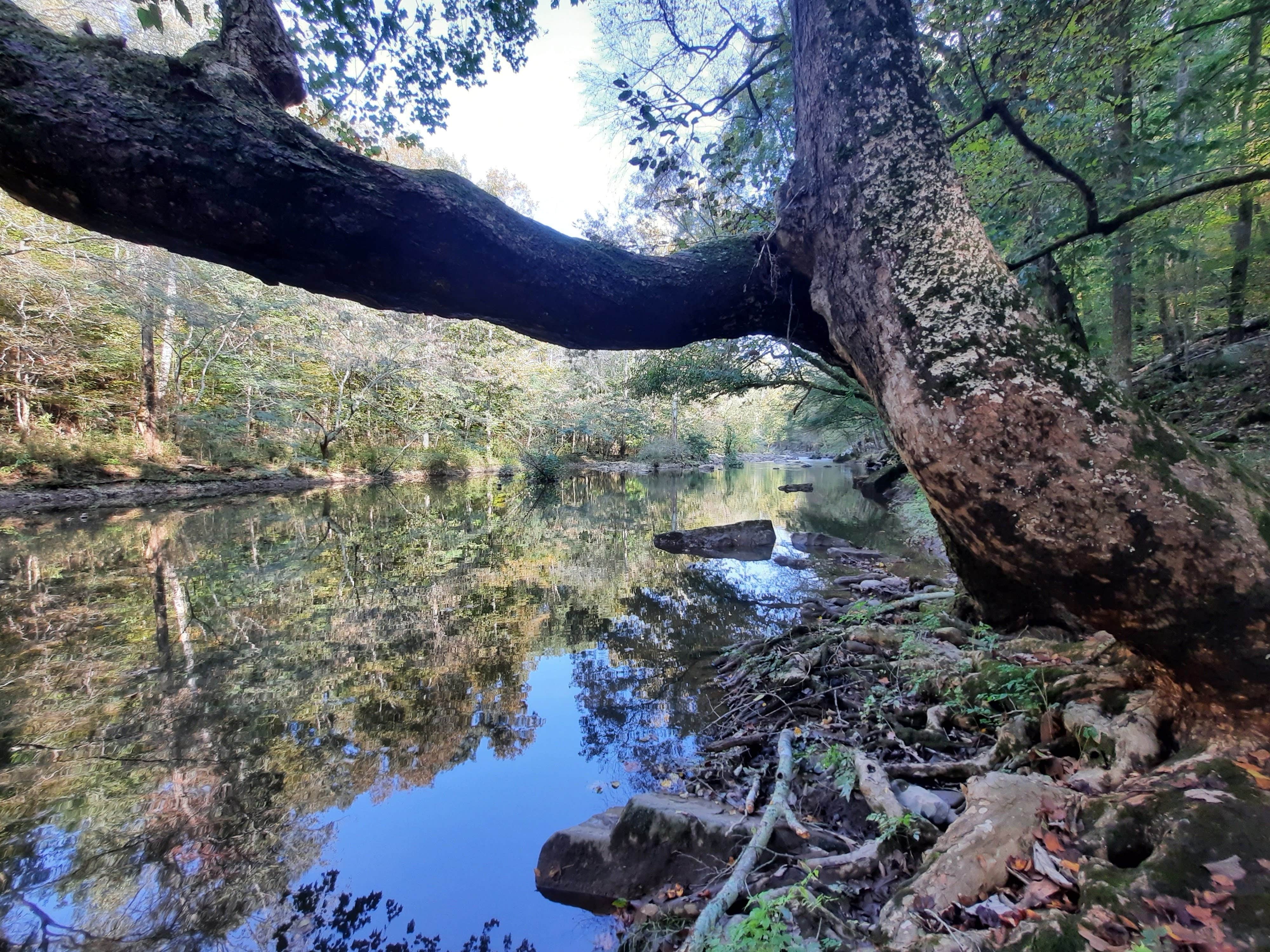 Camper submitted image from Buck's Pocket State Park Campground - 5