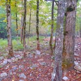 Review photo of Buck's Pocket State Park Campground by Tony C., November 2, 2020