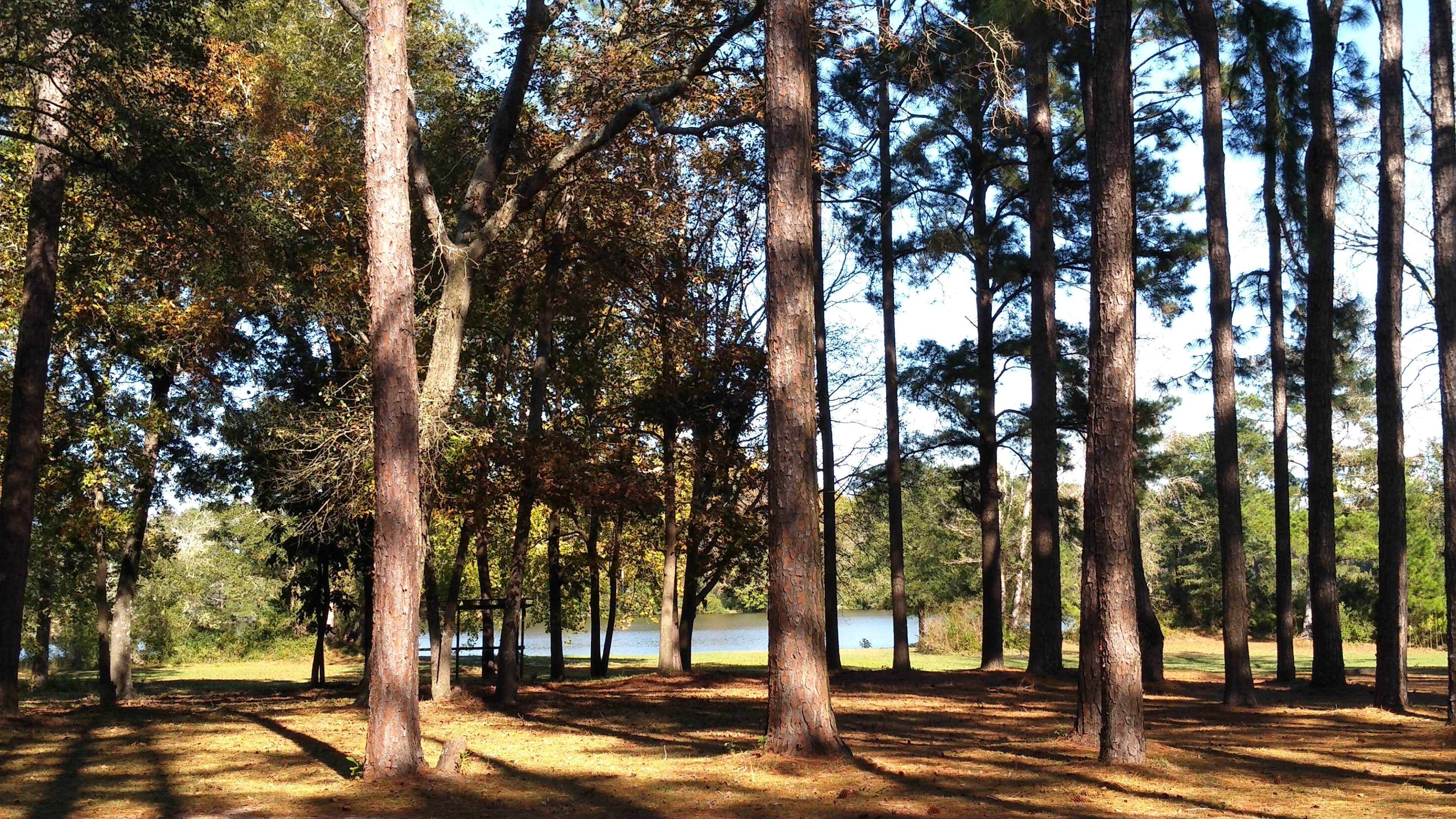 Camper-submitted photo at Bass Lake Campground near Lumberton, NC