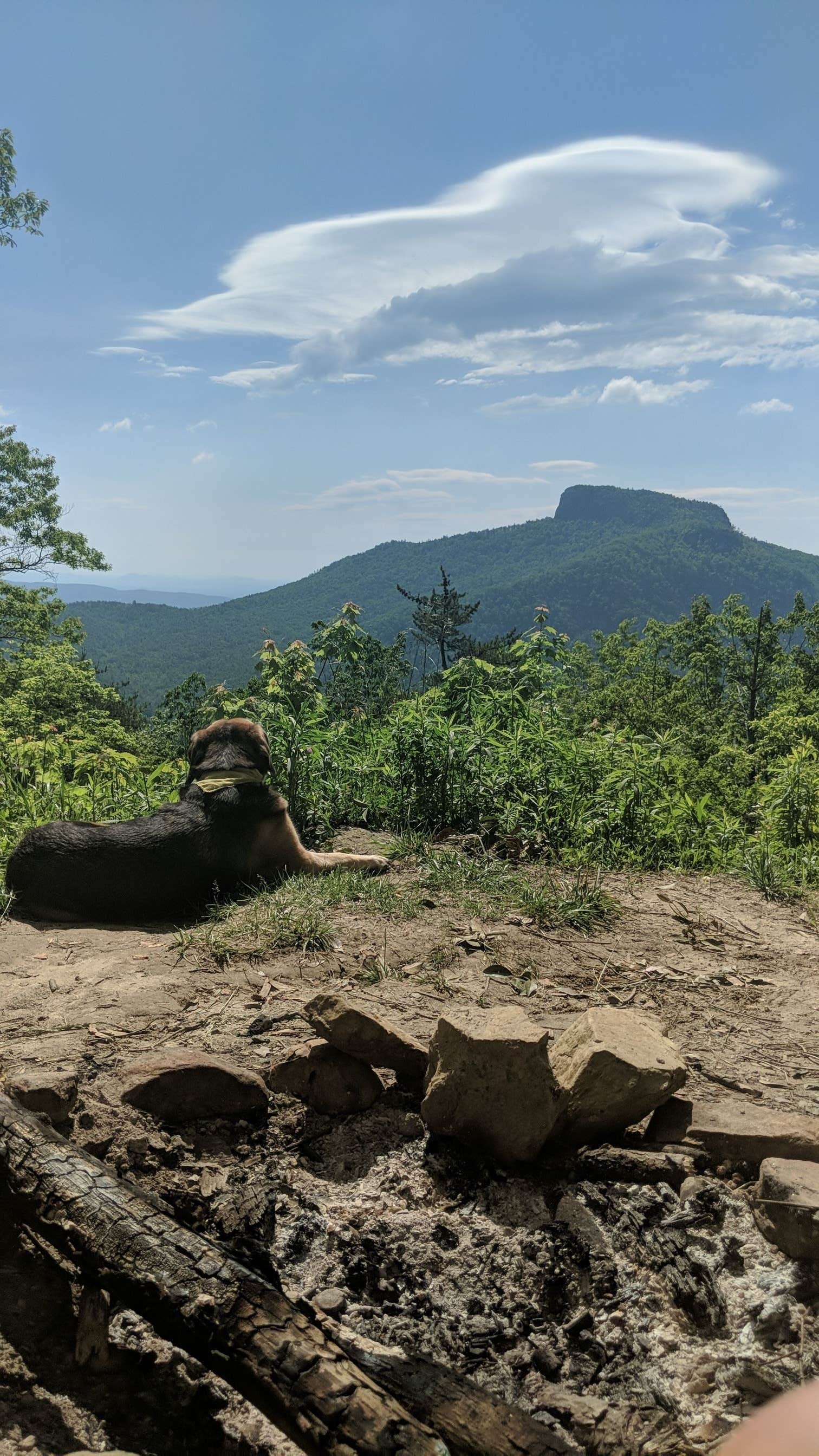 Camper-submitted photo at Linville Gorge Wilderness Dispersed Camping--Western Section, NC 128 he near Jonas Ridge, NC