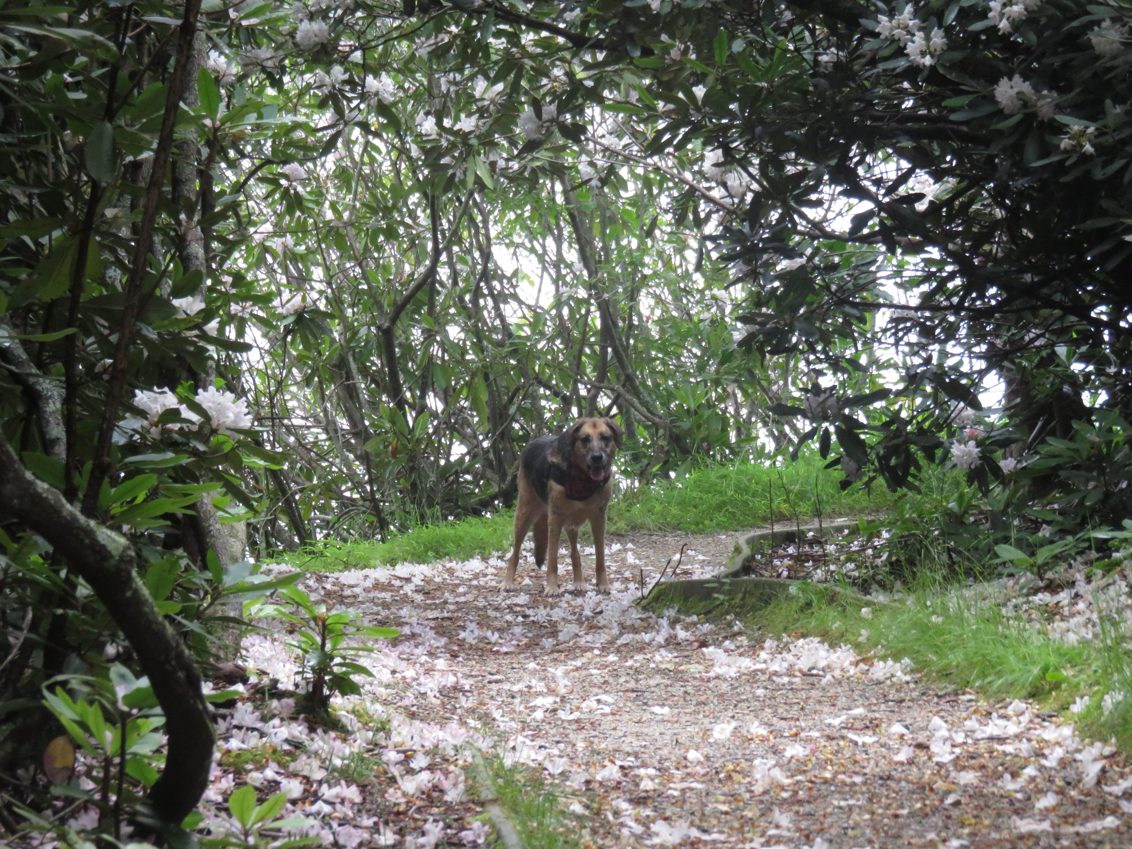 Jolie L.'s photo of camping with pets at Julian Price Park Campground — Blue Ridge Parkway near Connelly Springs, NC
