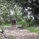 Review photo of Julian Price Park Campground — Blue Ridge Parkway by Jolie L., November 3, 2020