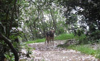 Jolie L.'s photo of camping with pets at Julian Price Park Campground — Blue Ridge Parkway near Deep Gap, NC