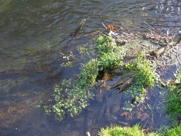 Camper-submitted photo at South Bear Creek near Decorah, IA