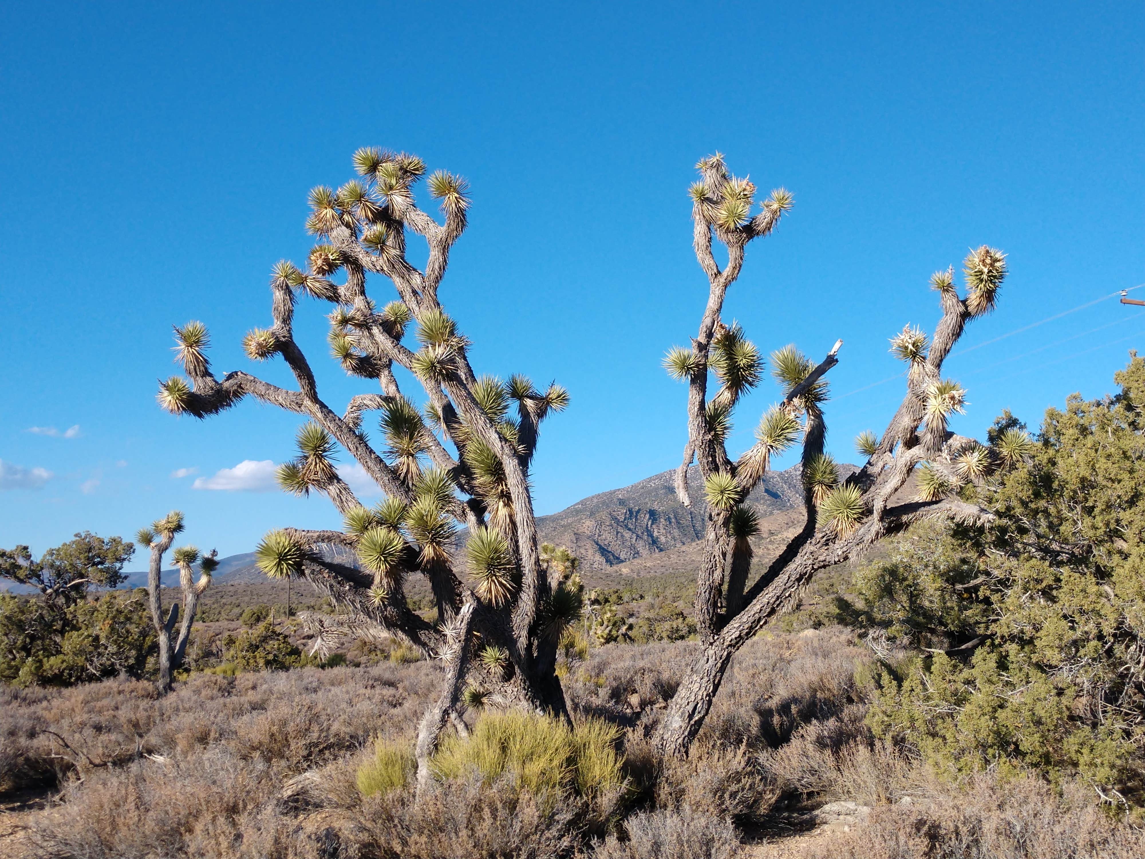 Lovell Canyon Dispersed Camping (Spring Mountain)
