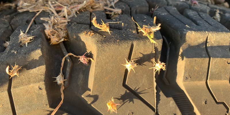 Camper submitted image from Bug Beach BRA #5