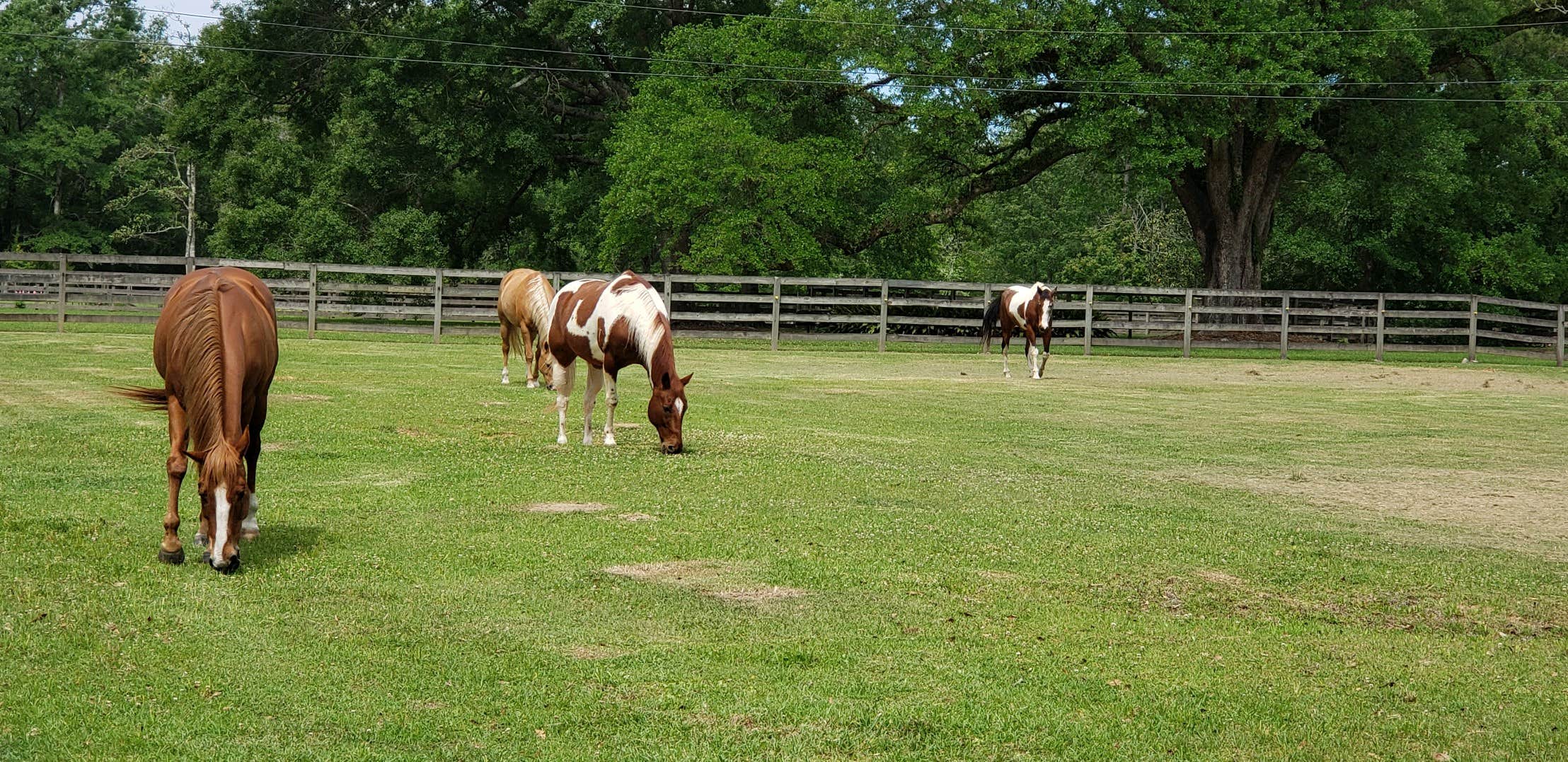 Camper submitted image from Green Wood Stable Lodge RV Park - 2