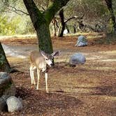 Review photo of Potwisha Campground — Sequoia National Park by Julie D., November 5, 2020