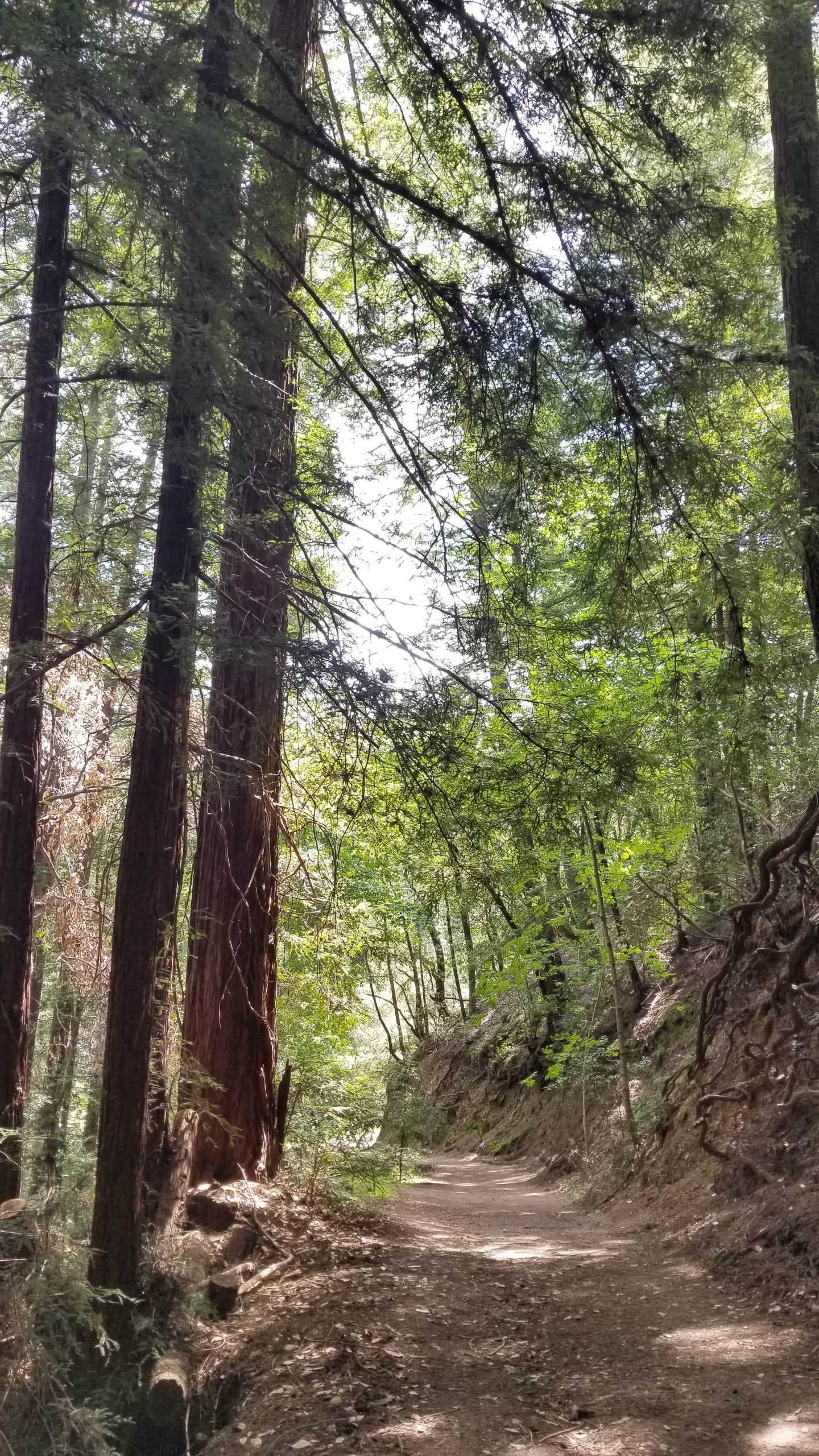 Camper-submitted photo at Sanborn County Park near Soquel, CA