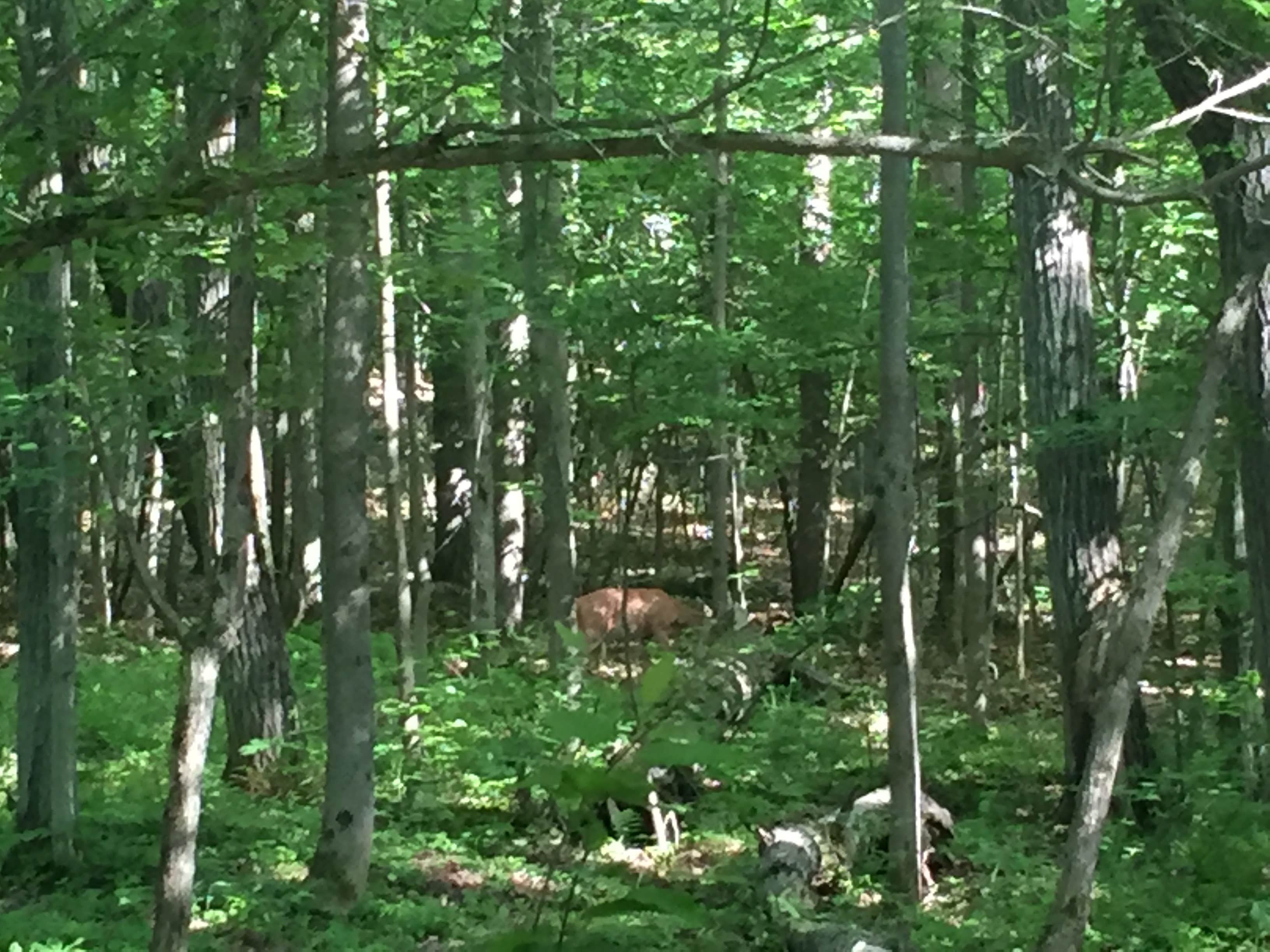 Camper submitted image from Leonard Harrison State Park — Leonard Harrison State Park - 1